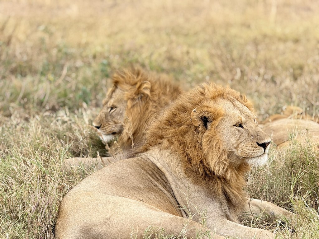 5 Lessons I Learned on Safari in&nbsp;Tanzania